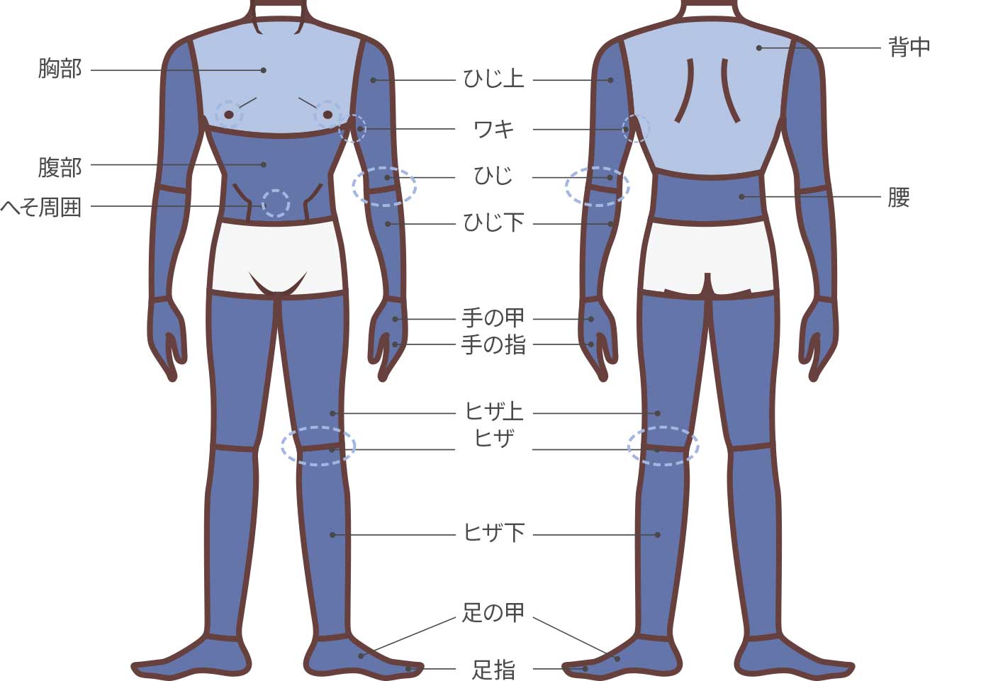 ボディー脱毛の照射部位の説明図